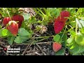 Strawberries will quickly turn red and become sweet as honey! Just 1 quart under a strawberry bush