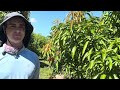 How to prepare your mango trees for flowering.