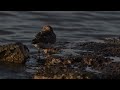 Turnstone on the rocks