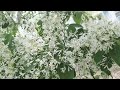 눈꽃보다 새하얀 이팝나무 꽃