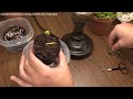 Venus Flytrap Propagation - How To Propagate Venus Flytraps From Flower Stalk Cuttings!