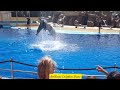 Dolphins show