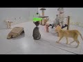 Funniest Cats and Dogs Videos 🐶😂 Funny Cats Moments 2024 🐱😆