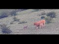 Lobo ibérico atacando. Cantabria.