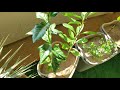 Growing Lemon Trees from Seeds, Days 349-385