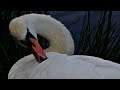 MUTE SWAN  DL