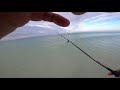 Siesta Key bait fish prior to Hurricane Elsa