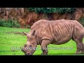 50 Incredible Facts About Rhinos | Discover Their World!
