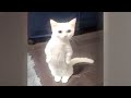 Funny Dog And Cat Videos 🙀 New Funny Catss 2024 😅