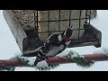 Woodpecker buffet