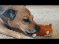 Rascal nibbles his baby fox kit toy