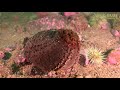 The Spiny World of Echinoderms! | JONATHAN BIRD'S BLUE WORLD