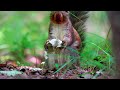 Beautiful Squirrel 🌰🐿️Spanish Guitar Music  🎸💛