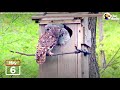 Watch These Baby Owls Hatch and Learn to Fly | The Dodo