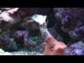 RD's Reef tank (Red Sea Max-250)