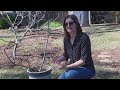 To Feed or Not to Feed? Fertilizing In-Ground and Potted Fig Trees