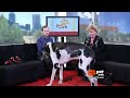 Great Danes : Know Your Breed!