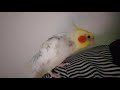 Cockatiel whistling unknown tune. Do you recognize it?