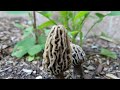 Morel Mushrooms in Southern California permaculture backyard