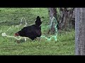 Forest animals & chickens (magic turkeys)