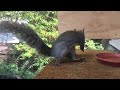 Rocky The Squirrel Chooses Between Peanut & Acorn