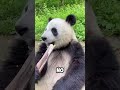 Cansado de ser panda #pandas #animales #doblaje #zoológicos #pandamonium #pandasong