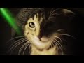 Post Malone_Wow_cat at a rave_(music video)