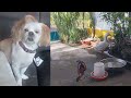 When Silly Cats and Dogs Fails 🤣 Try Not To Laugh 😹🐶