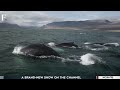 160 Whales Beach Themselves on Western Australian Coast | Vantage with Palki Sharma