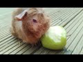 peanut eating an apple