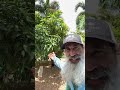 61 varieties on this mango tree