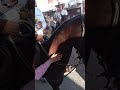 caballos cabalgatas