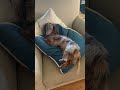 These Dogs Are Too Much! 🐶🤣 Hilarious Dog Moments