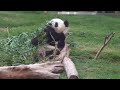 Panda Still Eating
