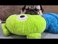 新しいラグにテンション爆上げで運動会を始めるだいきち【pug】