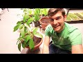 How to Grow Avocados in Containers - Complete Growing Guide