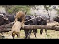 30 Incredible Moments! The Wild Boar Suddenly Defeated The Lion King | Fighting Animals