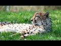 Wild Animal Sounds - Sounds of a Cheetah - Real Animal Sounds