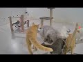 😆 Funniest Cats ❤️ Funny And Cute Animal Videos 2024 😹