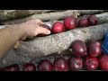 Harvesting Black Apples!