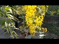 Hoa Muồng Hoàng Yến - Bò Cạp Vàng trong chậu 💛💛💛 | Hoa Đẹp